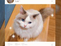 -滚猫咖啡·猫咖·猫友好撸猫(未来城店)