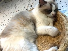 -喵喵咪呀布偶猫咖(春熙路店)