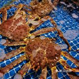 繁华宝总同款仙鹤神针！就在必吃榜的这家肥福排档！春节不打烊