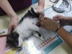 -乖乖宠物医院·猫科·急重症中心(车站北路分院)
