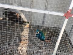 -樂桃源奉贤黄桃种植采摘基地