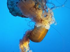 -太平洋海底世界