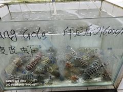 -海盗餐厅