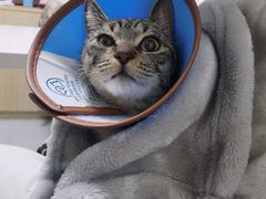-乐派堂宠物医院·猫友好· 心脏科(东街店)