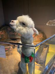 -未来动物城主题公园(正弘城店)