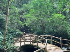 -莫里热带雨林景区