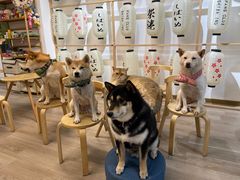 -柴迷FANS CLUB·柴犬狗咖·猫咖