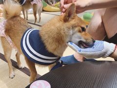 -逗柴咖啡屋·狗咖猫咖宠物桌游