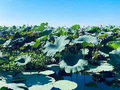 -洪湖生态旅游区