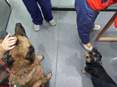 -伟伟宠物医院·CT影像中心·瑞派犬猫综合性门诊(汉口总院)