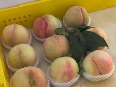 -老袁家蜜桃农场·阳山水蜜桃