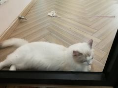 -酷豆宠物咖啡·宠物美食·撸猫馆