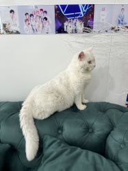 -IN 巷 salon明星店