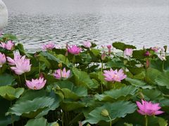 -澹台湖公园