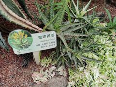 -正佳雨林生态植物园