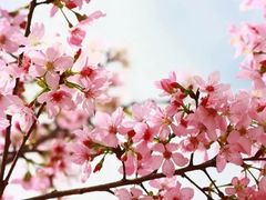 -天适樱花悠乐园