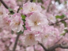 -洛阳市隋唐城遗址植物园
