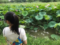 -艾溪湖湿地公园