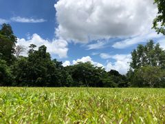 -深圳仙湖植物园-停车场