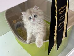 -青奢宠物·青奢猫舍