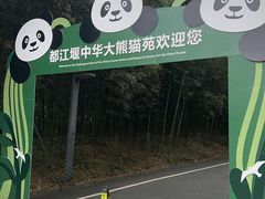 -都江堰中华大熊猫苑