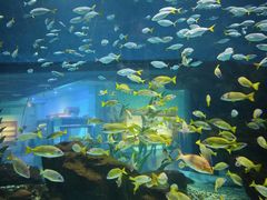 -海合安武汉极地海洋公园