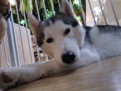 -Husky Go! 哈士奇体验馆·宠物咖啡厅狗咖