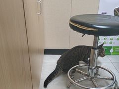 -安安宠医宠物医院·异宠·犬猫内科(岳阳分院)