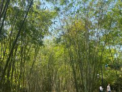 -大屏嶂森林公园