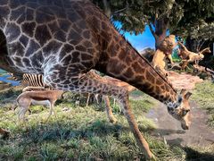 -国家自然博物馆