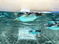 -成都浩海立方海洋公园