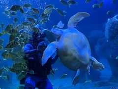 -左海海底世界