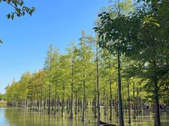 -泗洪洪泽湖湿地景区