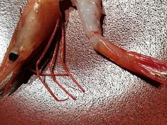 -鲤·鮨KOISUSHI