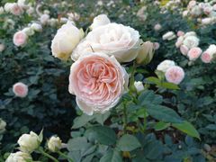 -人民公园(罗湖区)