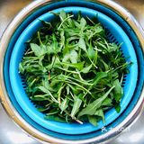舌尖上的青团