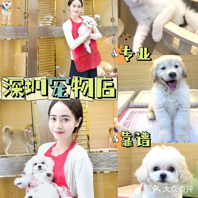 深圳超全宠物店🐱买宠物就去金色世家！