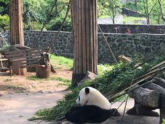 -都江堰中华大熊猫苑
