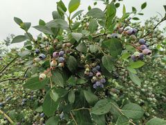 -金谷域澳洲庄园