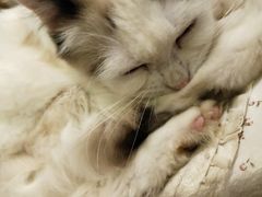 -猫色咖啡·猫咖
