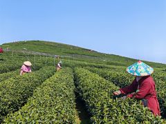 -龙坞茶村