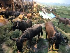 -陕西自然博物馆