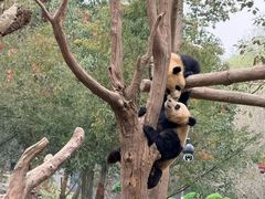 -都江堰中华大熊猫苑