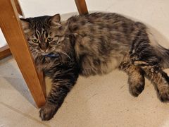 -藏猫猫咖啡主题馆(中央大道店)