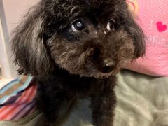-PETKIT 小佩宠物·德文赛凯猫舍