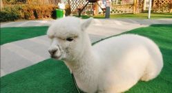 -萌宠亲子动物乐园(槐房万达店)