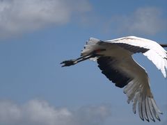 -盐城丹顶鹤湿地生态旅游区