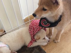 -柴犬小屋·柴餐厅·狗咖食堂(金鼎广场店)