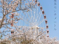 -顾村公园