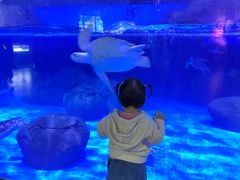 -海合安成都极地海洋公园